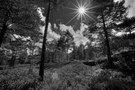 Black and white picture of a Norwegian forestの写真素材