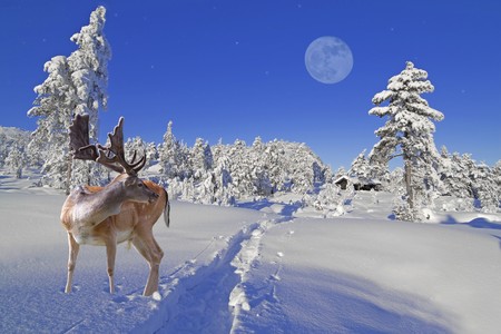 A reindeer is waiting for Santa at the North Poleの写真素材