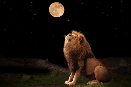 A lion looking at the moonの写真素材