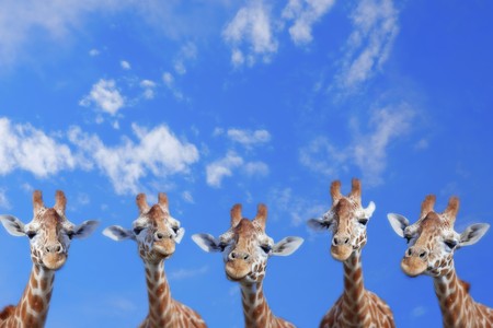 The heads of five giraffes against blue skyの写真素材