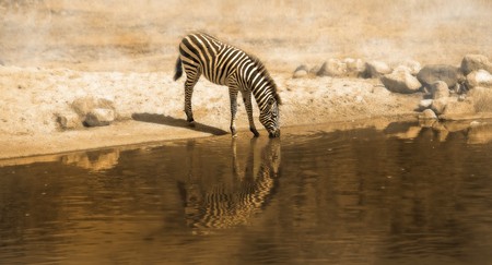 A panorama picture of a Zebra drinking water from a waterhole A panorama picture of a Zebra drinking water from a waterhole