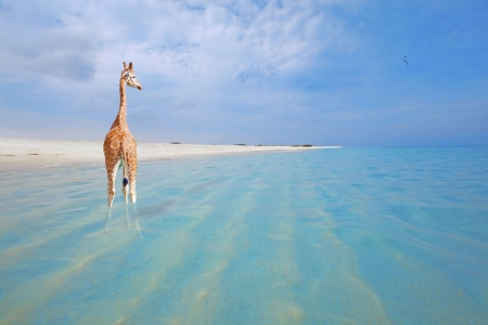 Giraffe on vacation, peeing in the water at Boca Grandi beach, Arubaの写真素材