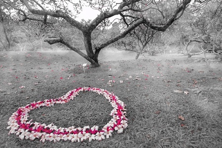 Pink flowers in a heart shape in Singapore botanical gardensの写真素材