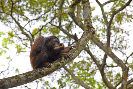 Orangutan sitting in a tree in a tropical forestの写真素材