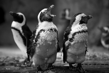 Black and white picture of three african penguinsの写真素材