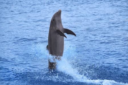 Dolphin showing off in the Caribbean water, Curacaoの写真素材