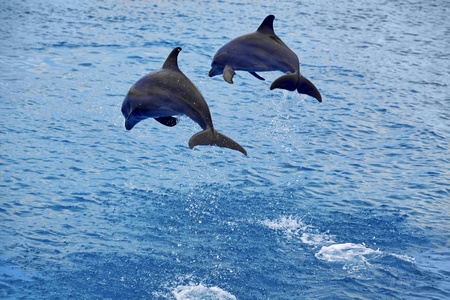 Two dolphins jumping in the Caribbean seaの写真素材