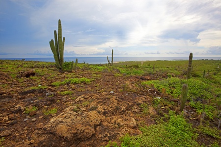 The vegetation on the Caribbean Island, Arubaの写真素材