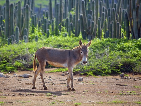 Wild Spanish donkey among cactuses on Bonaire, Caribbeanの写真素材