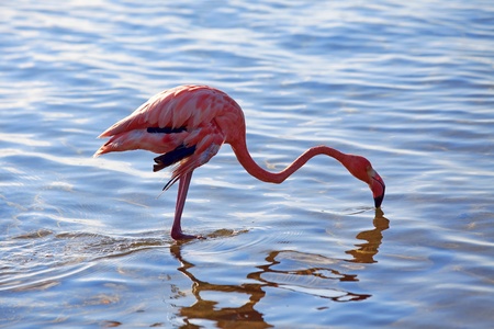 Flamingoの写真素材