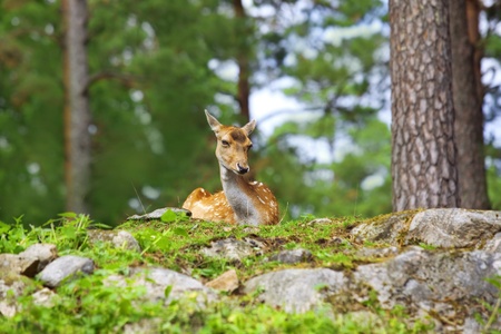 A roe deer relaxing in the Norwegian forestの写真素材