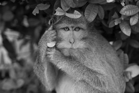 Macaque monkey