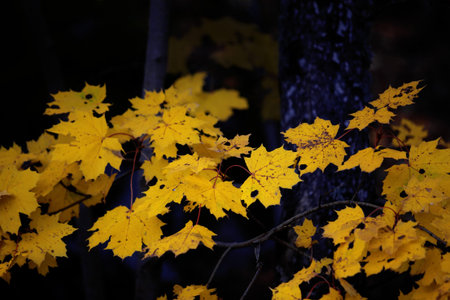Yellow Maple leaves with black background, autumnの写真素材