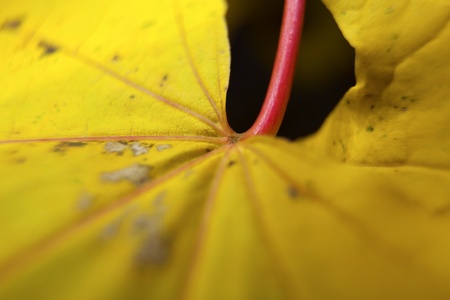 Macro picture of a yellow maple leafの写真素材