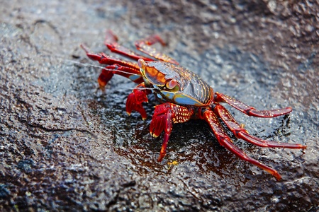 A Sally lightfoot crab expelling salt water from his exoskeletonの写真素材