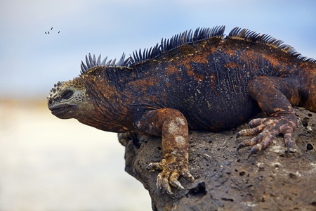 Portrait of a Marine Iguana on Galapagosの写真素材