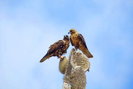 Two Galapagos Hawks on a cactus,  Santa Feの写真素材