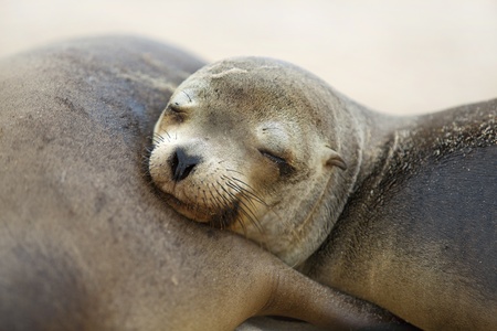 Young Sea Lion sleeping on his mummy, Santa Fe, Galapagosの写真素材