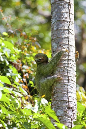 A Three-toed Slothの写真素材