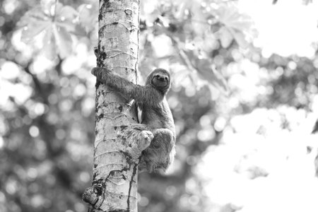 A Three-toed Slothの写真素材