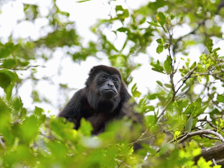 A Howler monkey sitting in the trees, Costa Ricaの写真素材