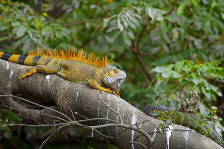 Two Green Iguanas facing each other - mating game.の写真素材