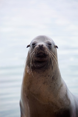 Sea lion portrait with the ocean in the backgroundの写真素材
