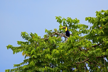 Toucan birdの写真素材