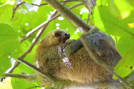 Three-toed Slothの写真素材