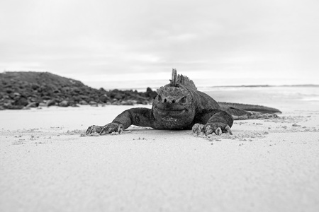 Galapagos marine Iguanaの写真素材