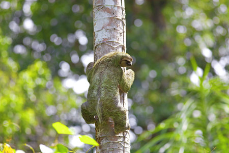 A Three-toed Sloth