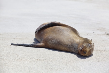 Sea lion colony on Santa Fe island, Galapagosの写真素材