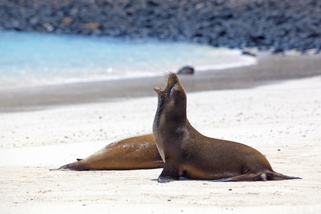 Sea lion colony on Santa Fe island, Galapagosの写真素材