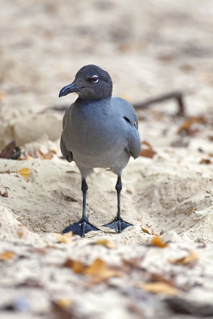 Swallow-tailed Gull standing in the sand at Tortuga Bay, Galapagosの写真素材