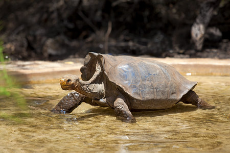 A Galapagos tortoise wading in water, Santa Cruz, Galapagos