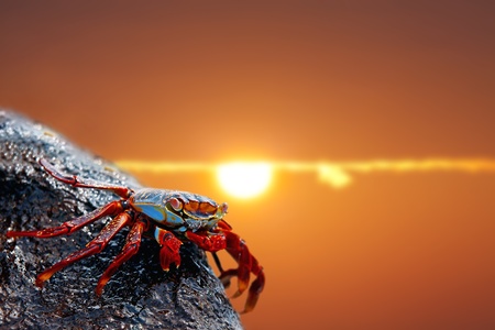 Close up of a Sally lightfoot crab in the sunsetの写真素材