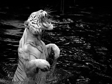 Black and white picture of a white tiger standing in waterの写真素材