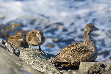 Duckling family on the rocks by the waterの写真素材