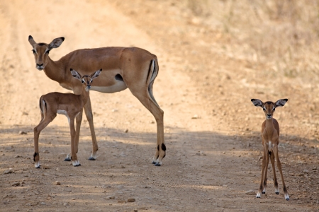 Wild Impala in the African savannah, Tanzaniaの写真素材