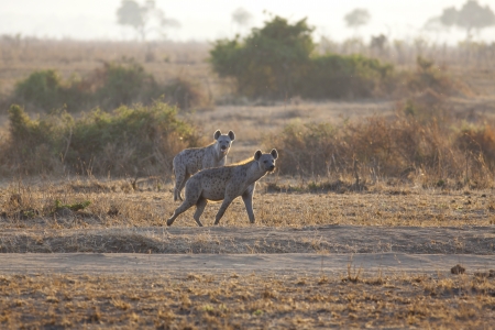Spotted Hyena in the savannah in sunriseの写真素材
