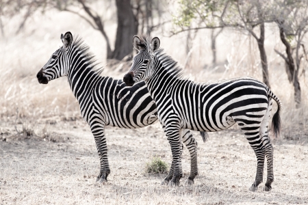 African Zebra standind in the dry savannah, Mikumi, Tanzaniaの写真素材