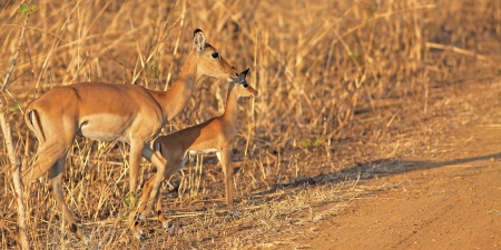 Wild Impala in the African savannah, Tanzaniaの写真素材