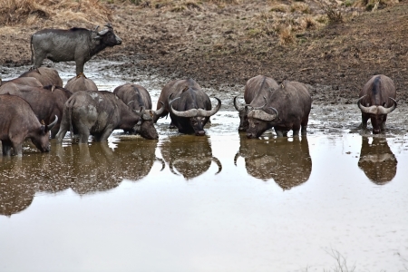 Wild African Buffalo with yellow-billed oxpecker in the Savannahの写真素材