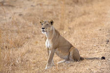 Wild lion in the African Savannah, Tanzaniaの写真素材