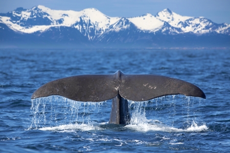 The tail of a Sperm Whale divingの写真素材