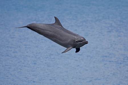 Bottlenose Dolphin in the ocean of Palawanの写真素材