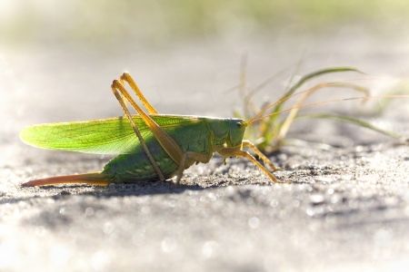 Grasshopper sitting on the ground, light shining from behindの写真素材