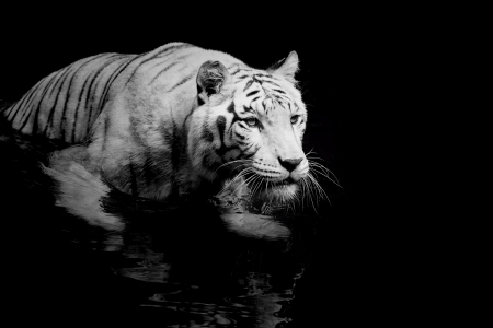 Black and white picture of a White Tigerの写真素材