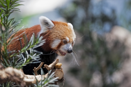 Portrait of a Red Panda sitting on a branchの写真素材