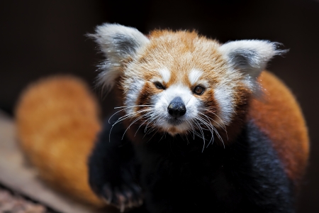 Portrait of a Red Panda sitting on a branchの写真素材